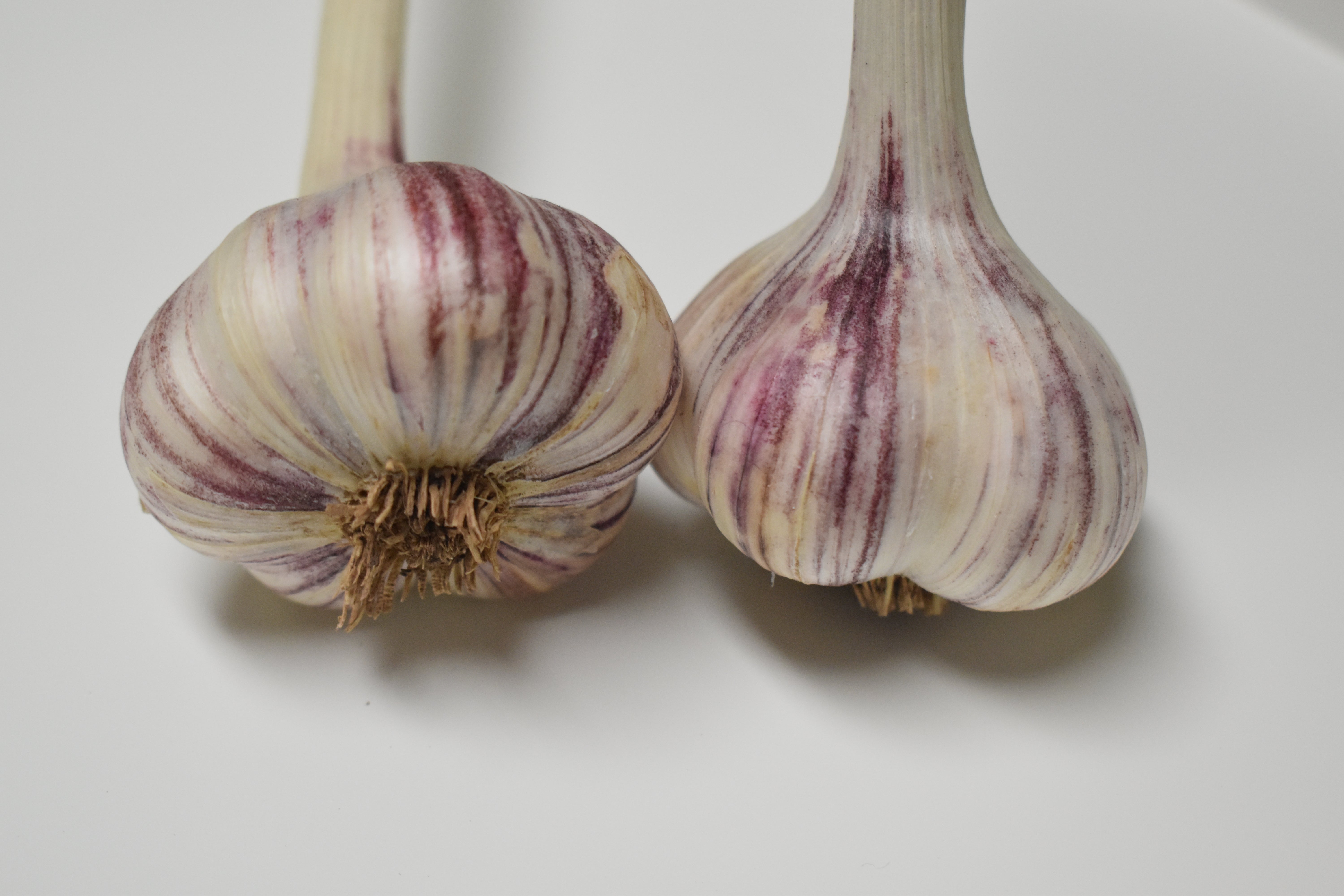 Purple Russian Organic Garlic | Door County Garlic | Buy Garlic ...