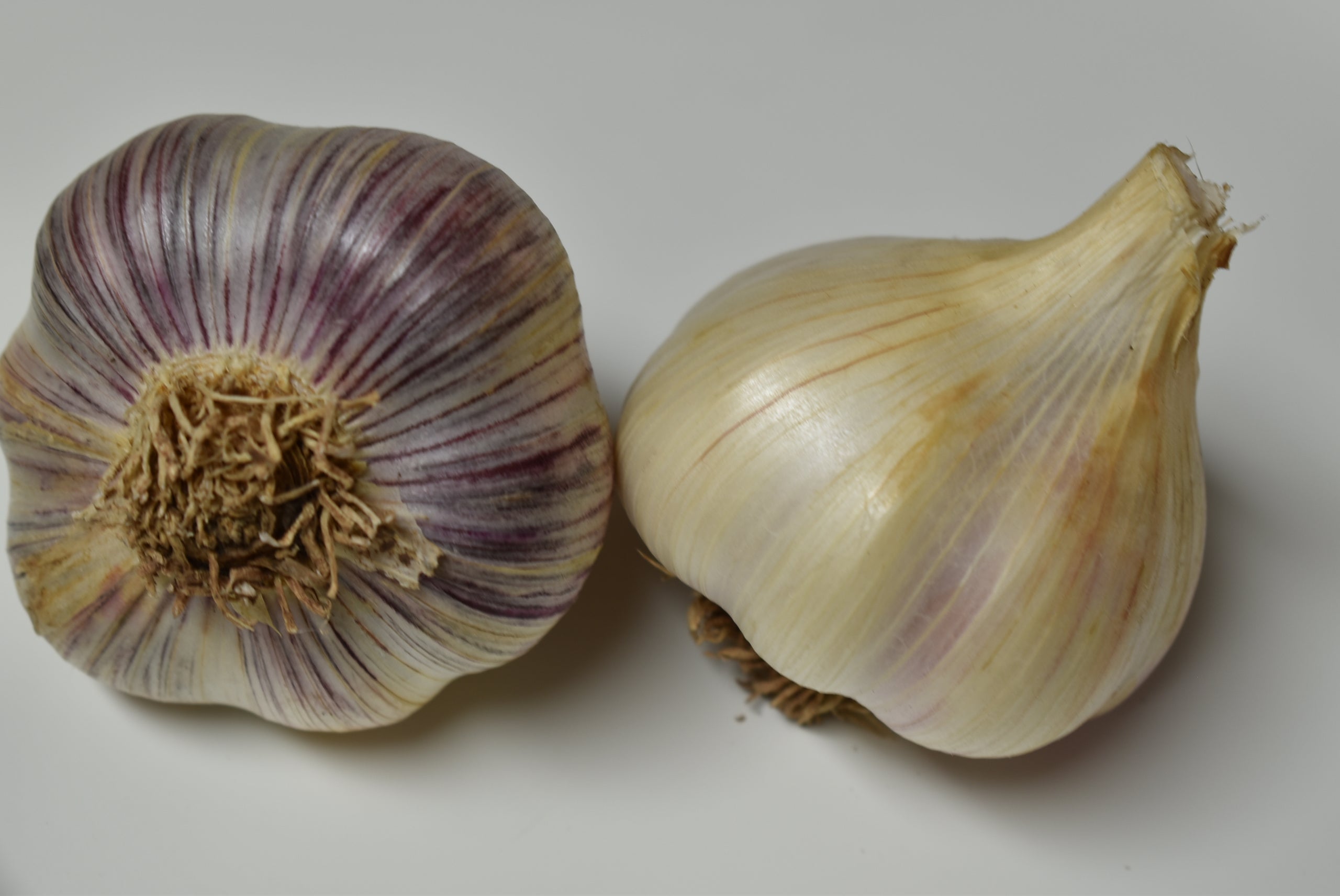 Montana Giant Natural Organic Garlic Bulbs Buy Organic Garlic Seed Garlic Door County Garlic