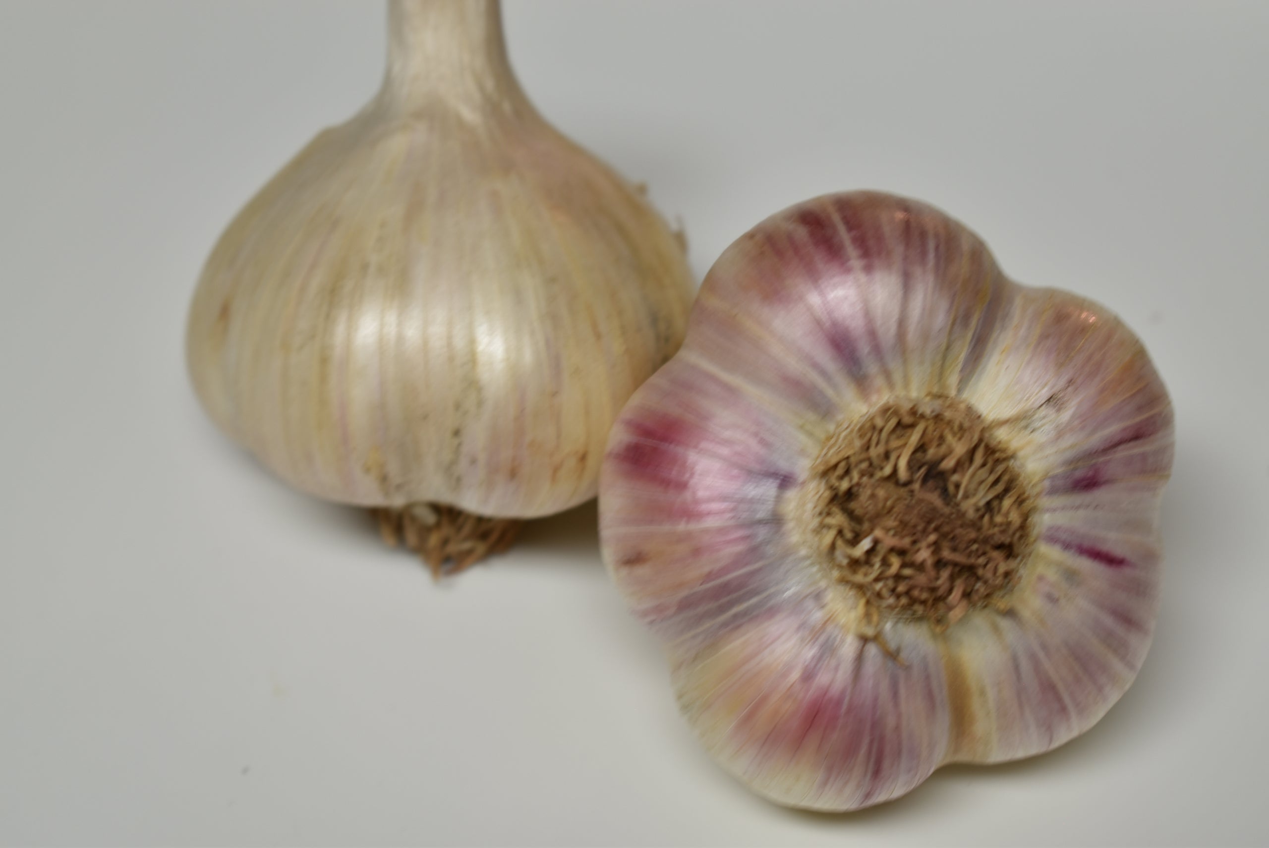 Northern White Organic Garlic Buy Organic Garlic Seed Garlic Door 