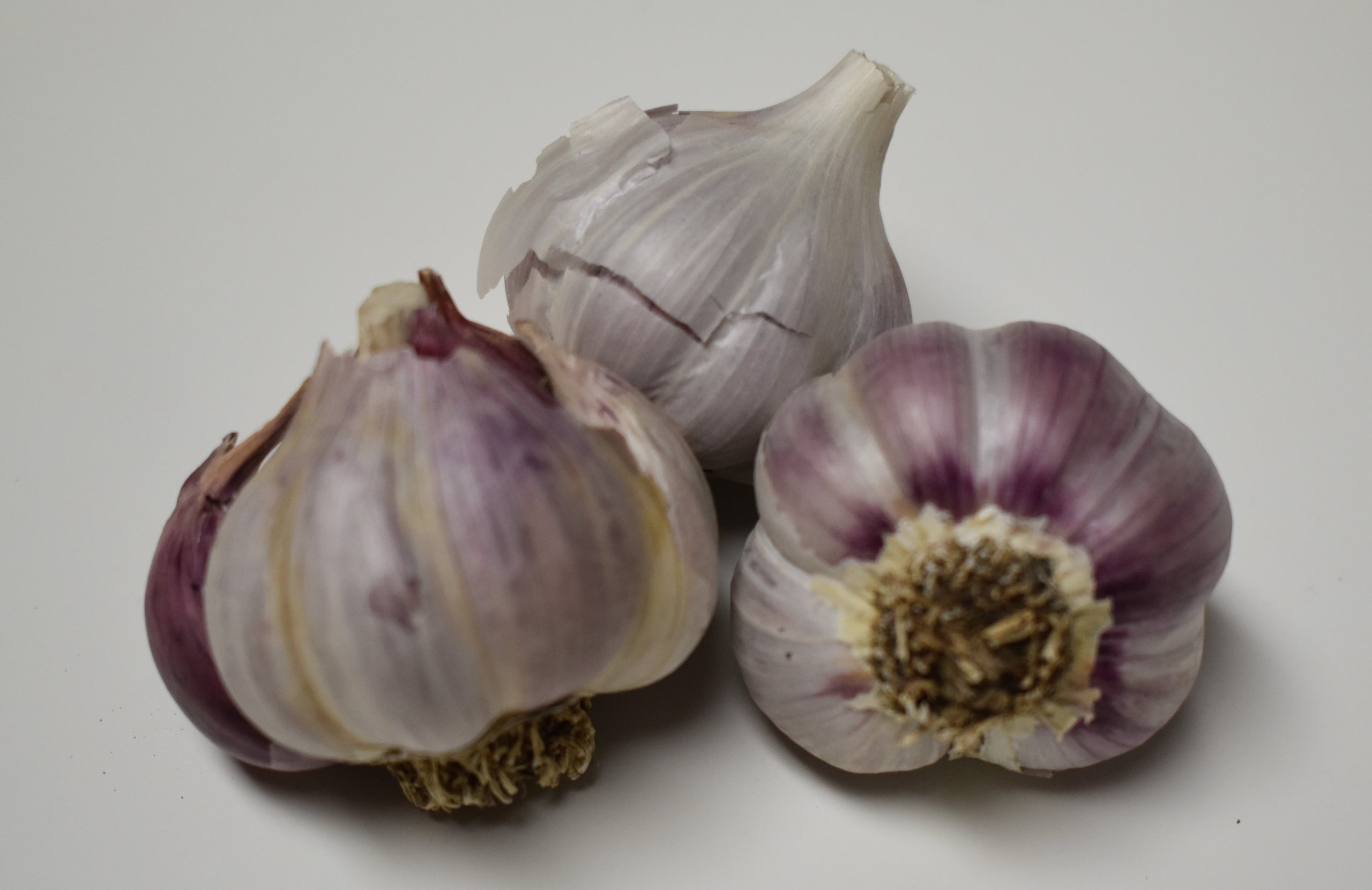 Burgundy Natural Organic Garlic Door County Garlic Seed Garlic