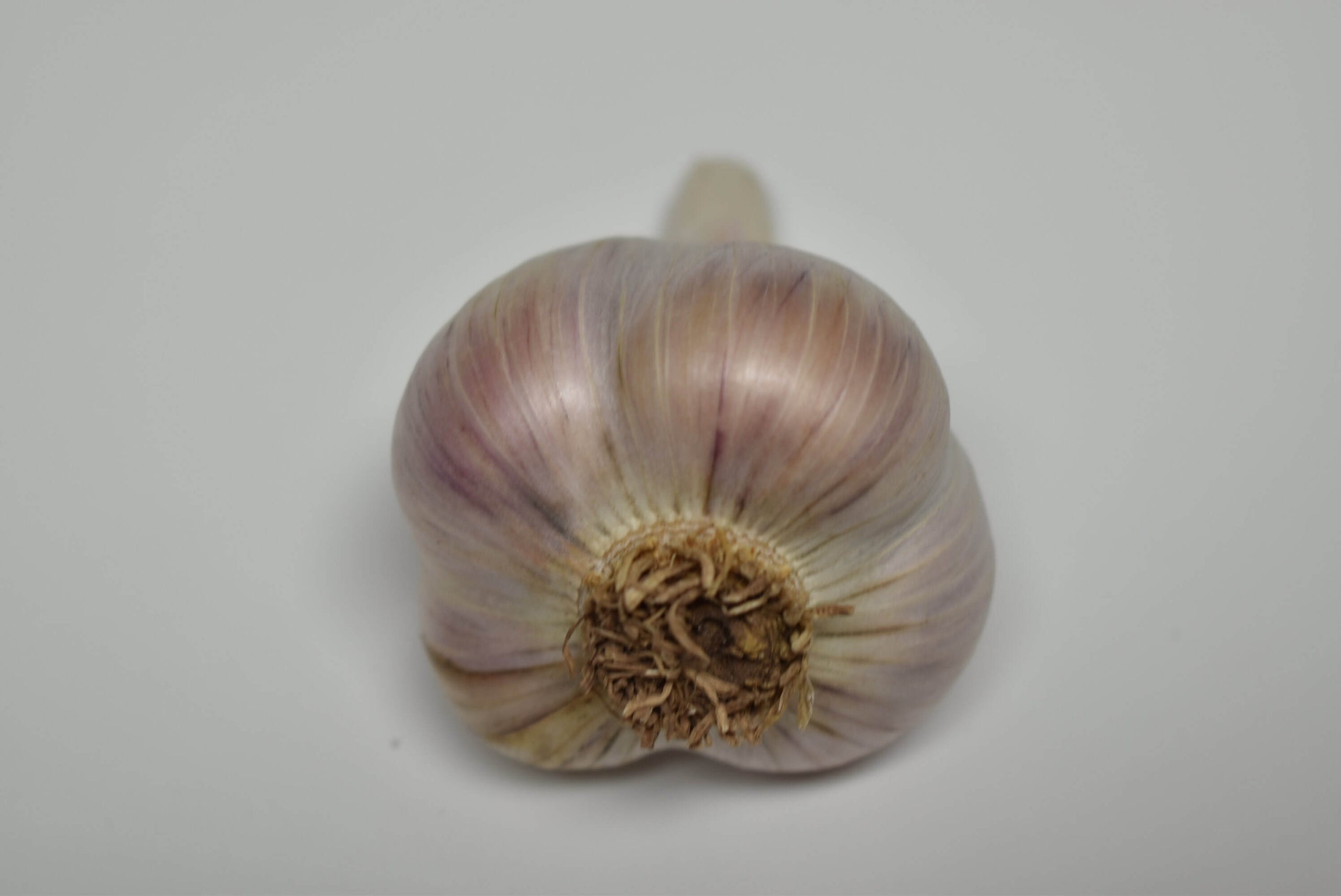 French Pink Natural Organic Garlic Door County Garlic Seed Garlic 